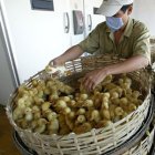 ducklings_Vietnam_FAO-H.D. Nam